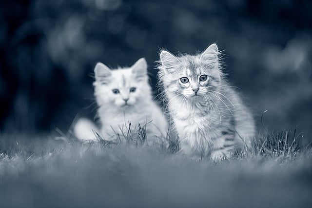 Due gatti nell'erba.