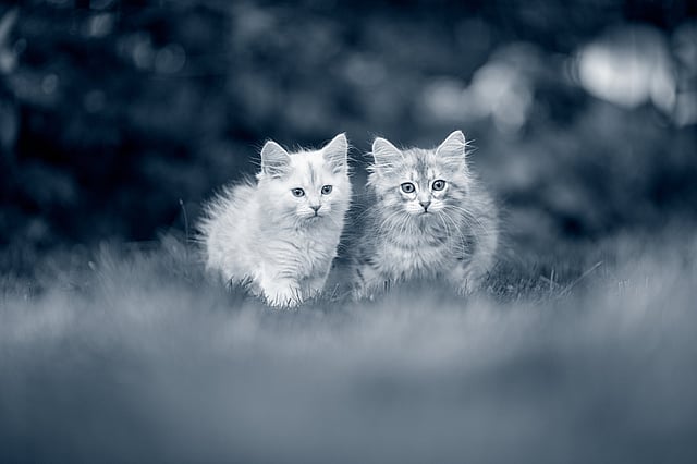 Due gattini nell'erba.