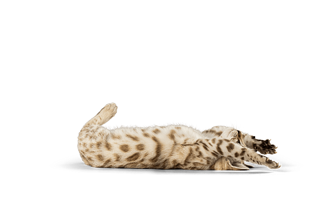 Un gatto sdraiato sulla schiena.
