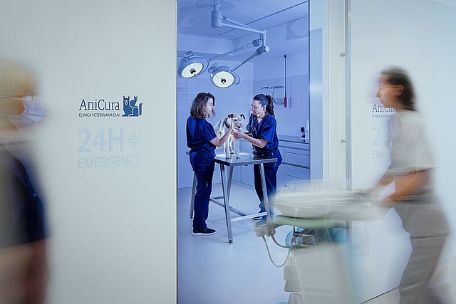 Un gruppo di medici veterinari che lavorano su un cane.