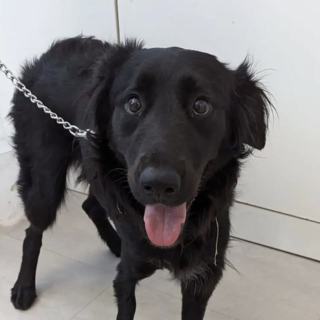 Un cane nero alla catena.