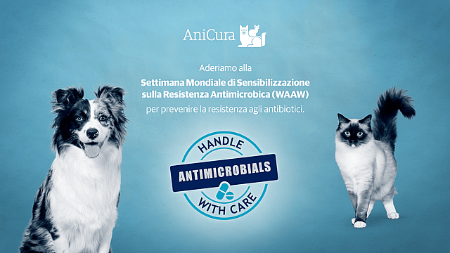 Un gruppo di cani e un gatto.