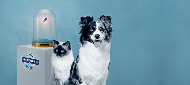 Un cane e un gatto seduti uno accanto all'altro.