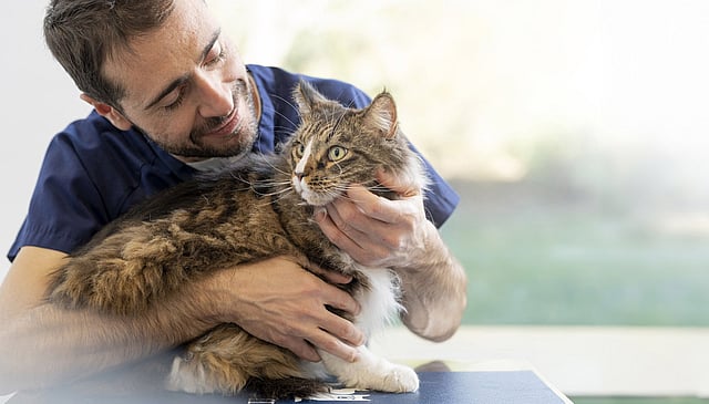Una persona che tiene in braccio un gatto.