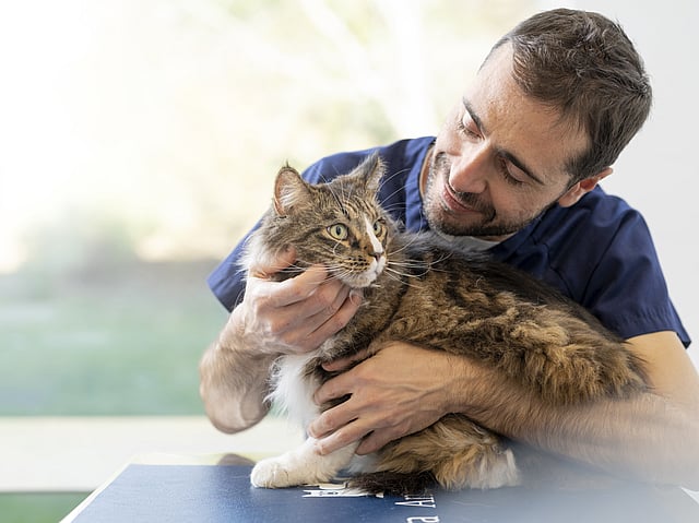 Una persona che tiene in braccio un gatto.