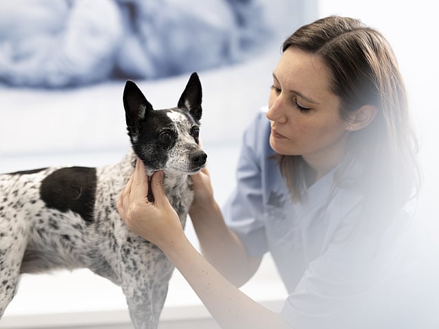 Una persona che tiene in braccio un cane.