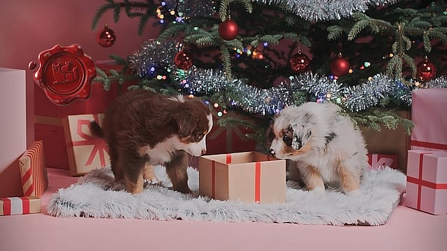 Due cani che guardano un regalo.