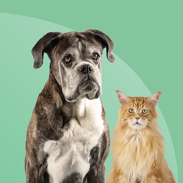 Un cane e un gatto che guardano la macchina fotografica.