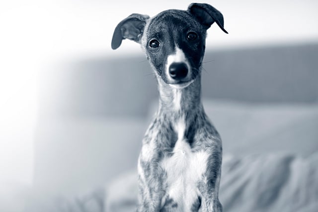 Un cane seduto su un letto.