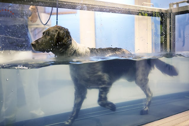 Un cane in una vasca.