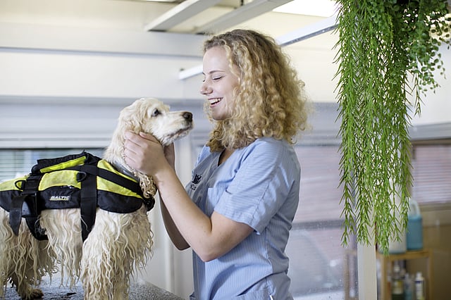 Una persona che accarezza un cane.