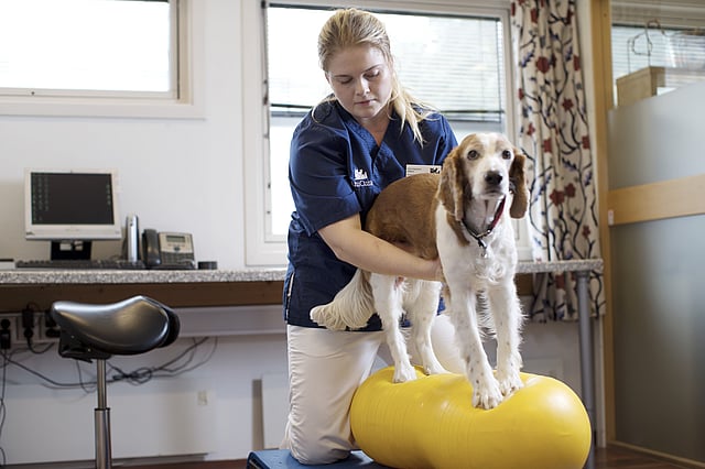Una persona che tiene un cane su una palla gialla.