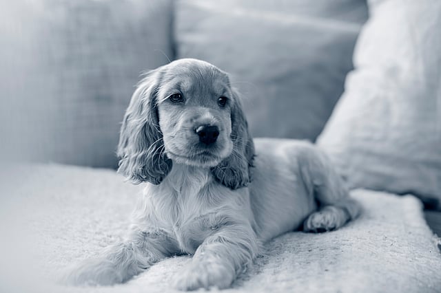 Un cane sdraiato su un divano.