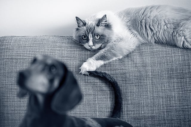 Un gatto sdraiato su un divano.