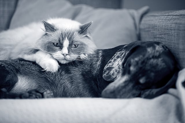 Un gatto sdraiato su un cane.