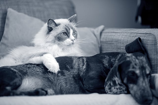 Un gatto sdraiato su un divano accanto a un cane.