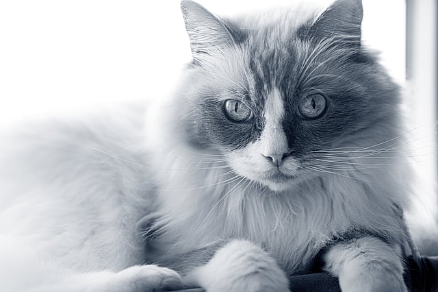 Un gatto sdraiato che guarda la telecamera.