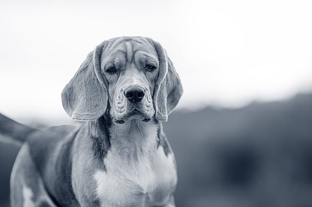 Un cane che guarda la telecamera.