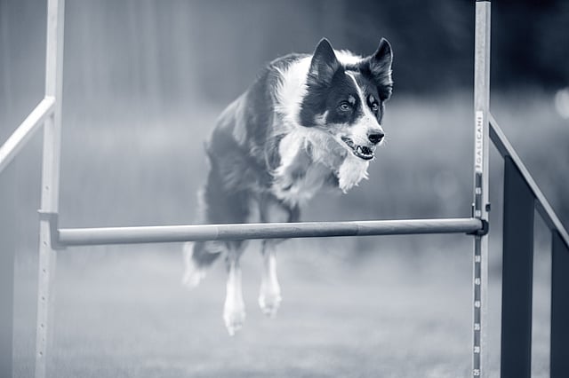 Un cane che salta sopra una sbarra.
