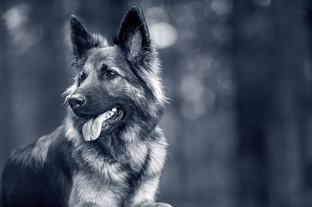 Un cane con la lingua di fuori.