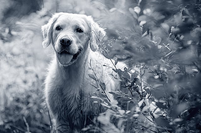 Un cane in piedi in un campo.
