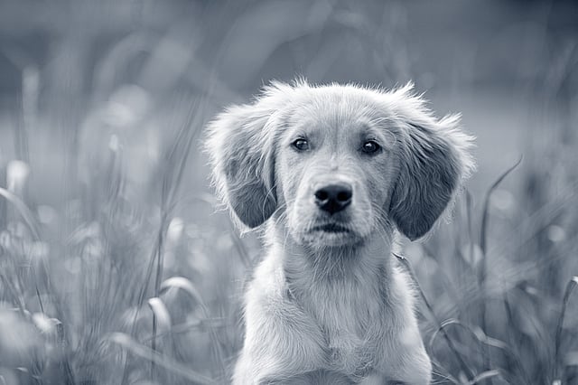 Un cane seduto nell'erba alta.