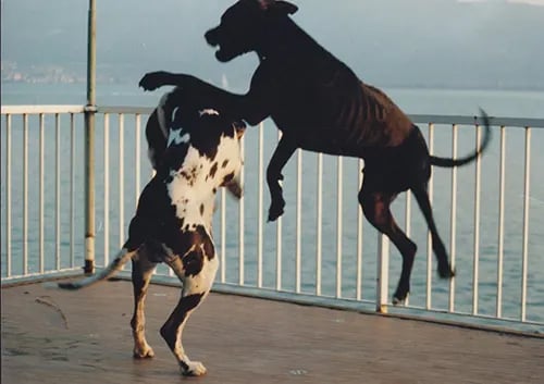 Due cani che giocano su un ponte.