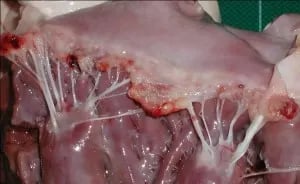Un primo piano di un corpo umano.
