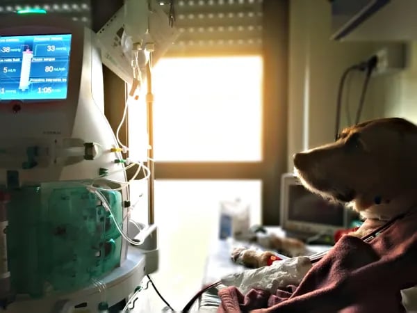 Un cane in un letto d'ospedale.