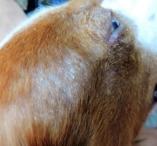 Un primo piano della testa di un animale.