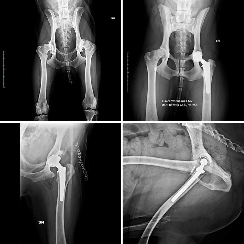 Radiografia di un cane.