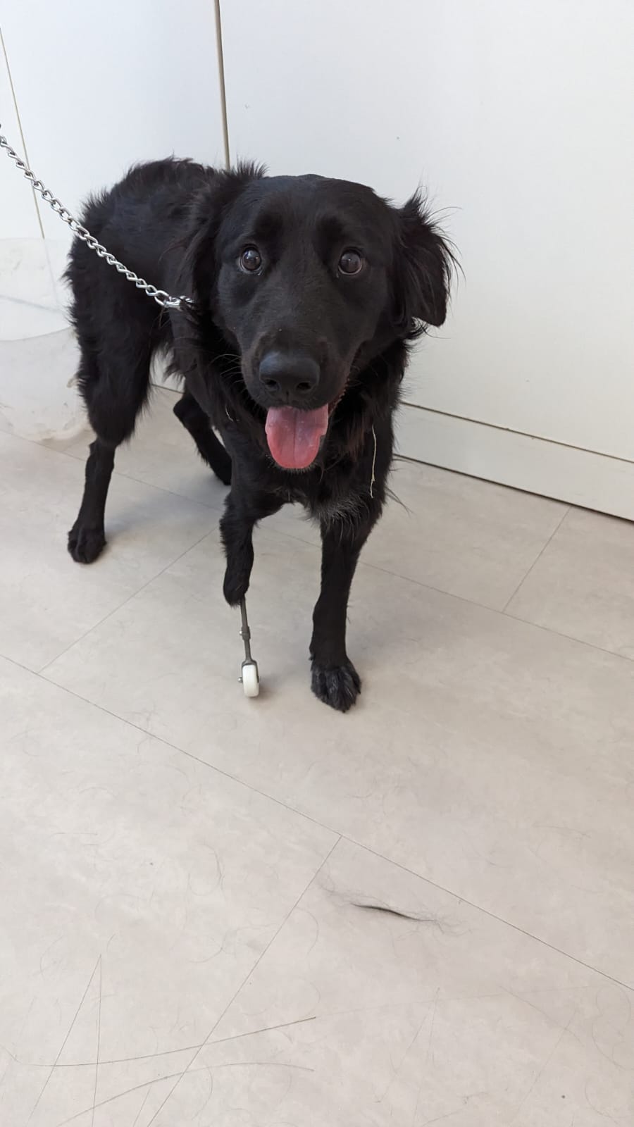 Un cane con una catena al guinzaglio.