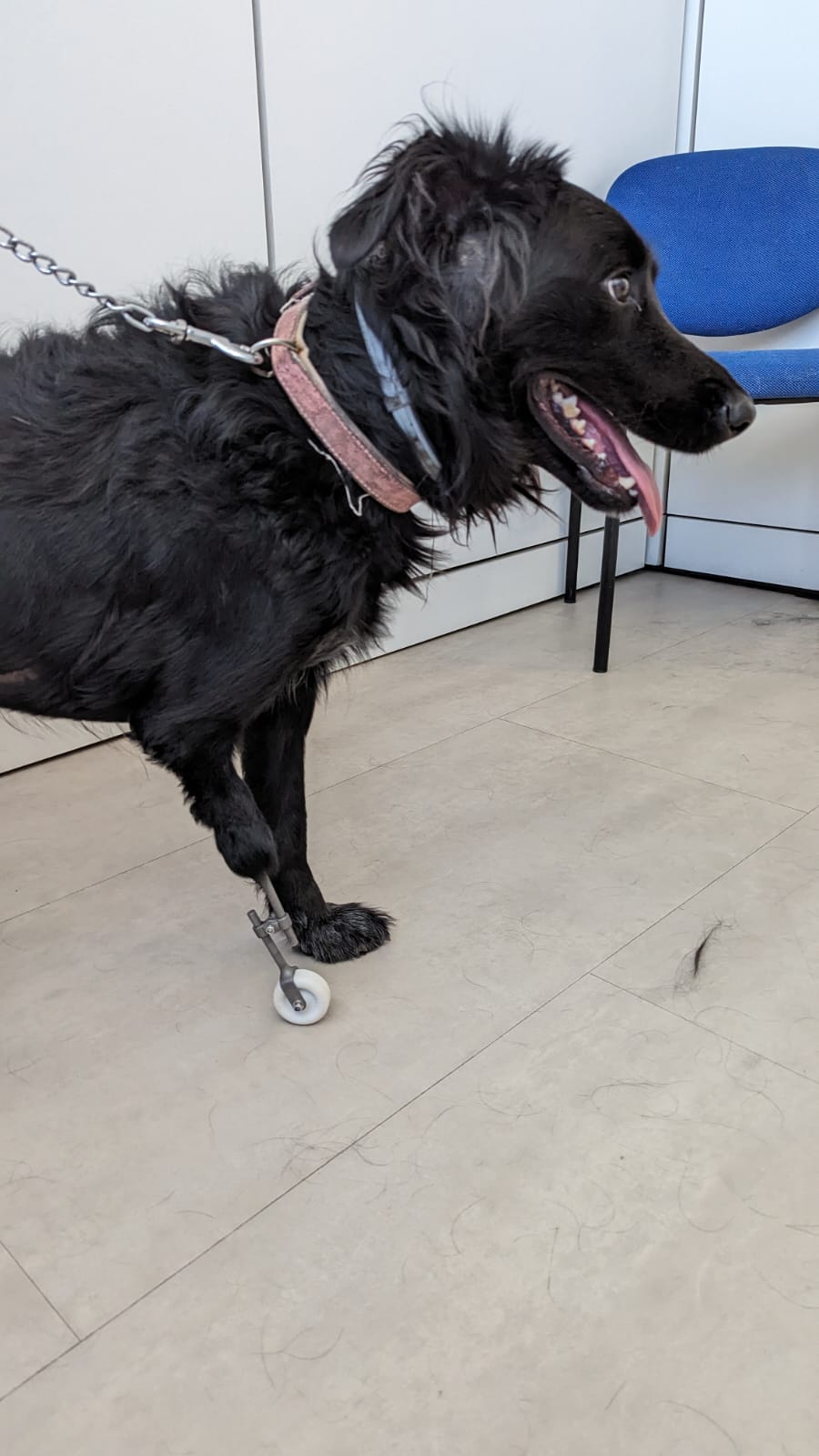 Un cane con una ruota sulla schiena.