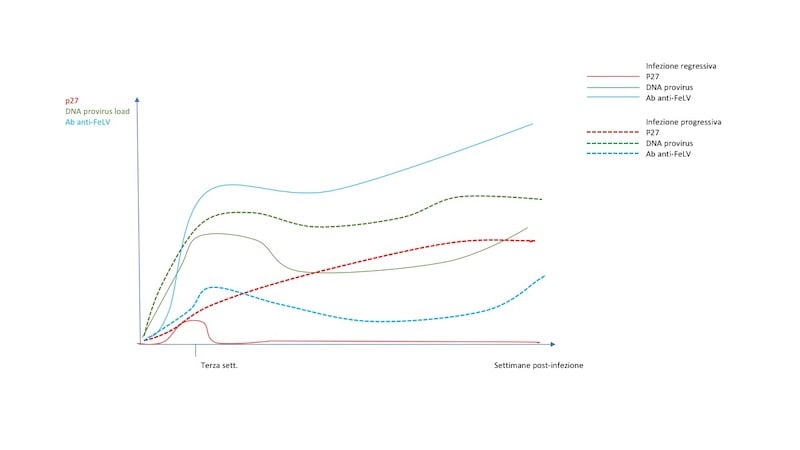 esemplificativo liberamente tratto da: Feline leukaemia provirus load during the course of experimental infection and in naturally infected cats; Hofmann-Lehmann et al.; J of General Virology; 2001