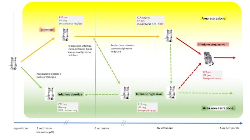 Un diagramma di un gatto.