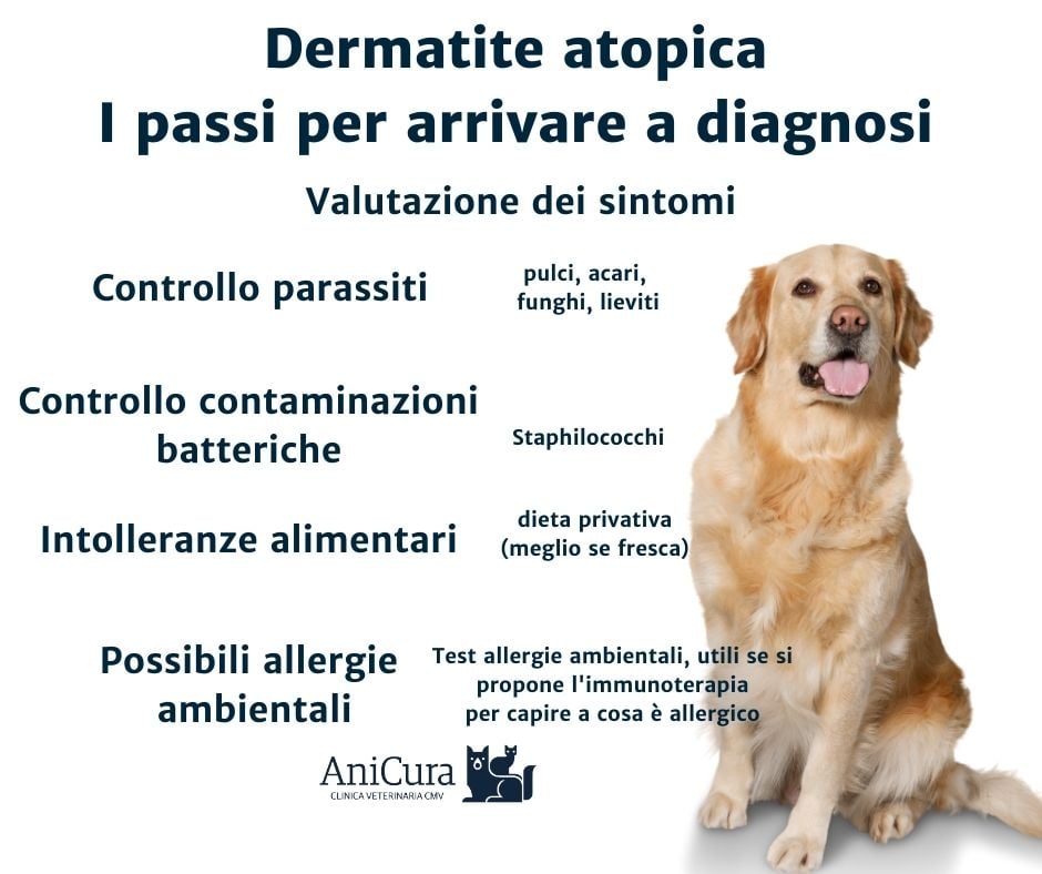 Un cane seduto con la lingua fuori.